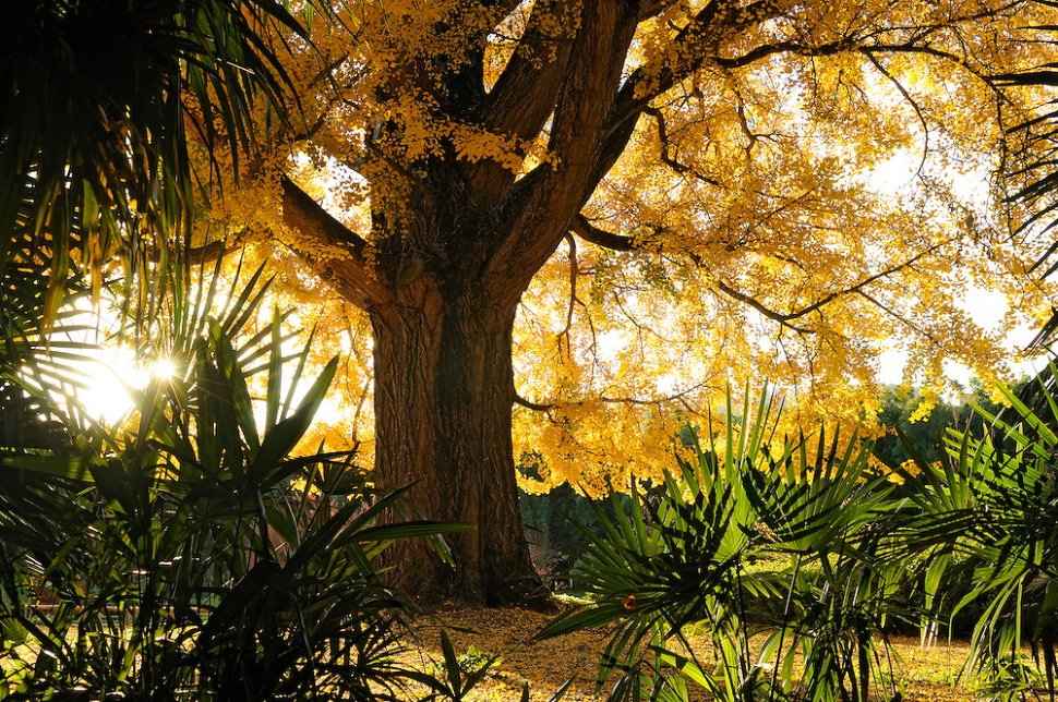 L’arbre Gingko Biloba