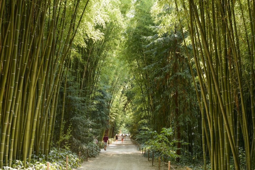 Allée des bambous