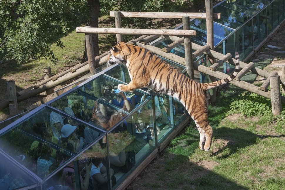 Le tigre de Sibérie amusant les visiteurs au dessus d’un tunnel de verre